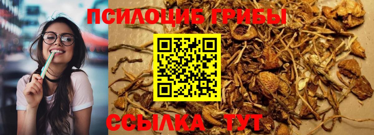 Галлюциногенные грибы Psilocybine cubensis Уварово